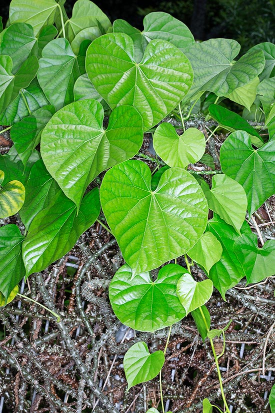 Tinospora crispa, Menispermaceae