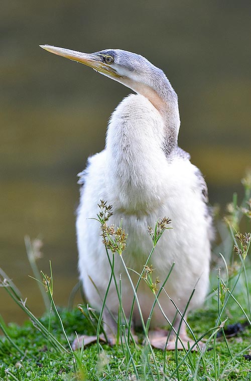 Young in its candid livery. The sexual maturity is reached after the second year of life. The Australian darter is not deemed an endangered species © Gianfranco Colombo
