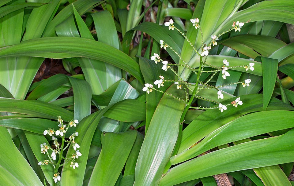 Parente des "pattes de kangourou" australiennes, appartenant aux genres Anigozanthos et Macropidia, Xiphidium caeruleum est une herbacée pérenne sempervirente et rhizomateuse d’Amérique tropicale. Elle peut atteindre 1 m de hauteur et est utilisée localement en médecine traditionnelle pour différentes pathologies © G. Mazza