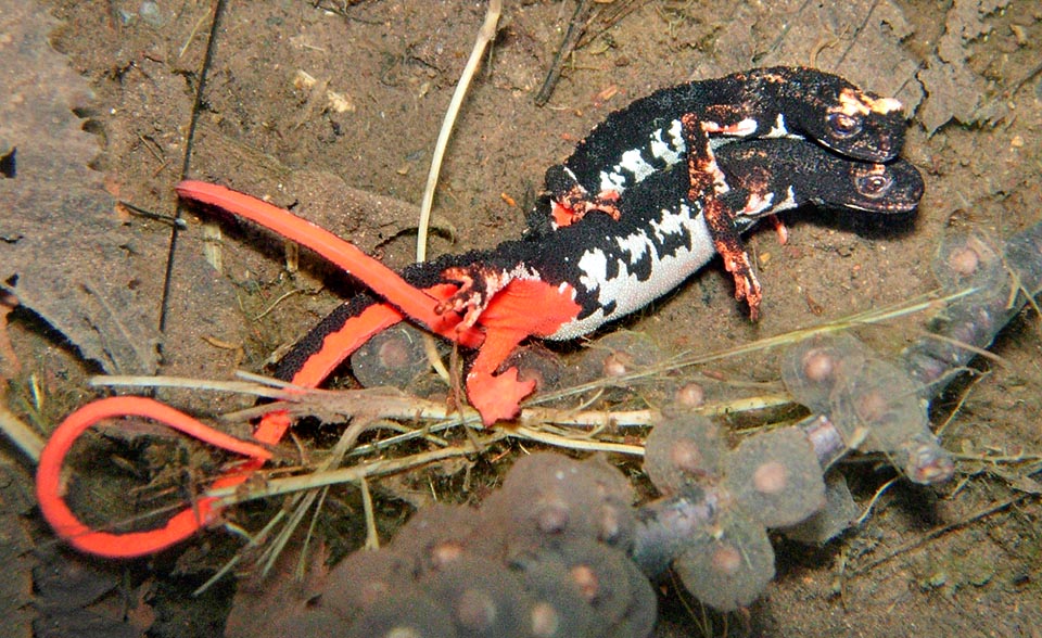 Two almost embraced females, at the ovideposition end. The masses of close eggs, produced by more females, may merge forming coalescent aggregations of some hundreds of units. The hatching (2-5 weeks) and the metamorphosis (2-5 months) are strictly linked, as usually happens, to the water temperature © Luca Tringali