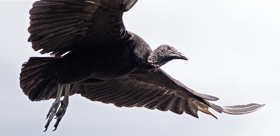 Les nids posés au sol sont attaqués souvent par des ratons laveurs, des renards et des coyotes, mais l’espèce n’est pas menacée, et elle est acceptée par l’homme comme purificatrice de l’environnement, en accord avec les noms scientifiques donnés à l’ordre et à la famille de ce petit rapace, du grec “kathartes” qui signifie purification © Giuseppe Mazza