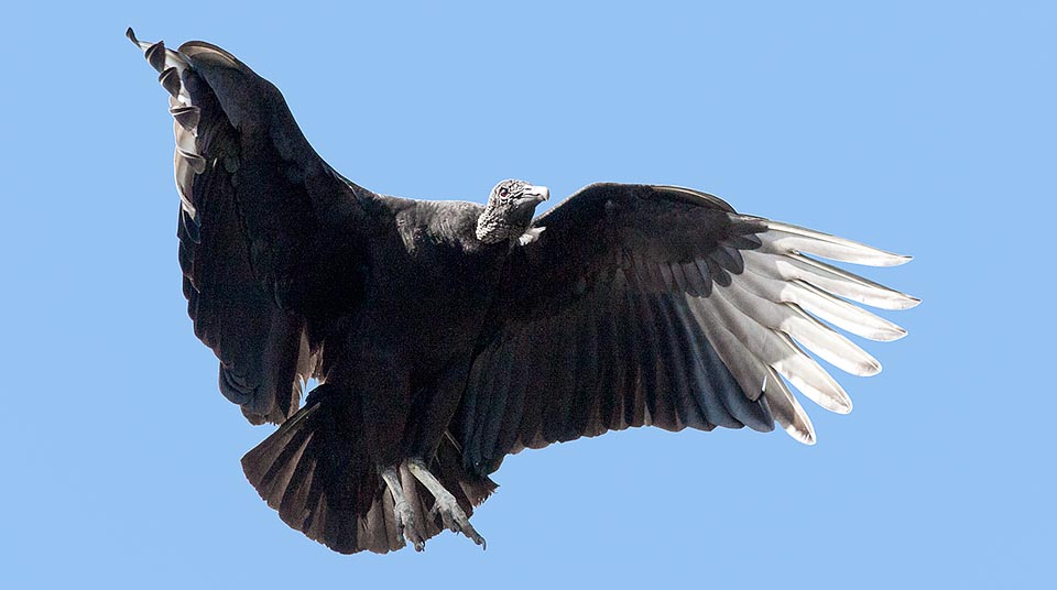 As emphasized by the scientific name, Coragyps atratus is an atypical vulture that recalls for many issues the crows. On one side for the gloomy colour, apart some white on the primary remiges and the reddish iris, and then that particular way to fly, with rapid lateral wing slides, agile wheelies and ripid pull-ups © Giuseppe Mazza