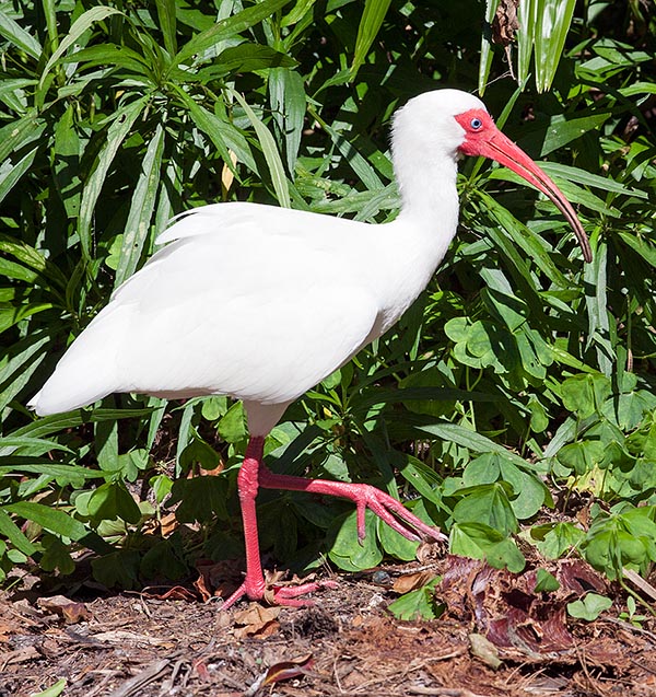 L’Eudocimus albus è stato non a torto definito bianco, per distinguerlo in America dal fiammeggiante Eudocimus ruber, ma il becco, le guance e le zampe, enfatizzate dal contrasto, sono più vermiglie © Giuseppe Mazza