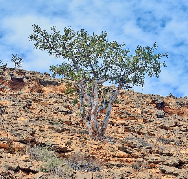 L’incenso (Boswellia sacra) è un alberello di 2-8 m, sempre più raro in natura, presente, prevalentemente sui pendii rocciosi, nelle zone desertiche della Somalia settentrionale, Yemen sud-orientale ed Oman meridionale © G. Colombo