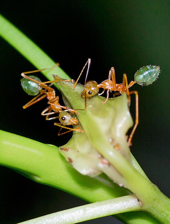 Weaver ants (Oecophylla smaragdina) have very vast diffusion. They are present in southern India and in South East Asia, up to New Guinea and northern Australia © Giorgio Venturini