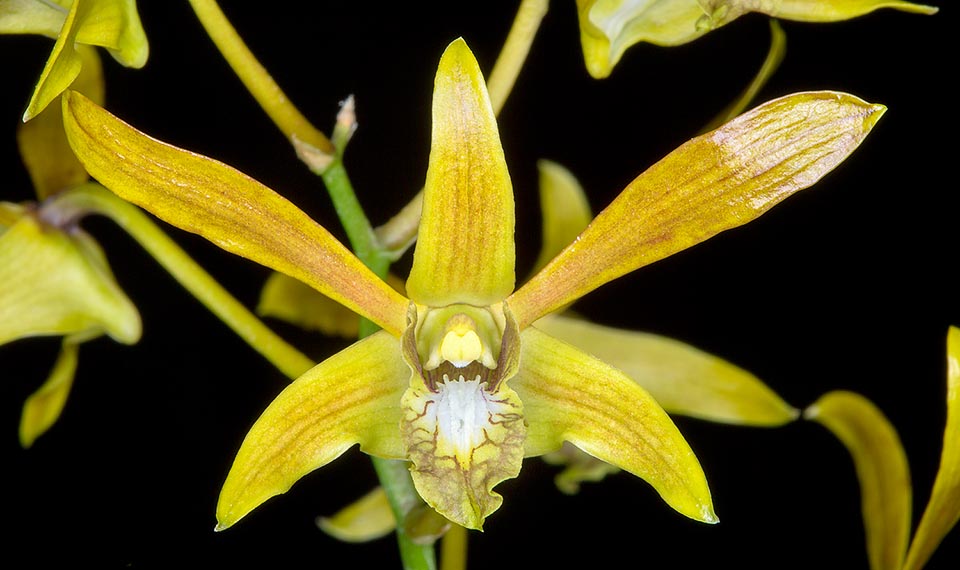 Inflorescences atteignant 1 m, à 40 fleurs de 7 cm qui durent 2 mois ; mais la forme cléistogame s’auto pollinise, et ne vit, si elle s'ouvre, que 2 à 3 jours © G. Mazza