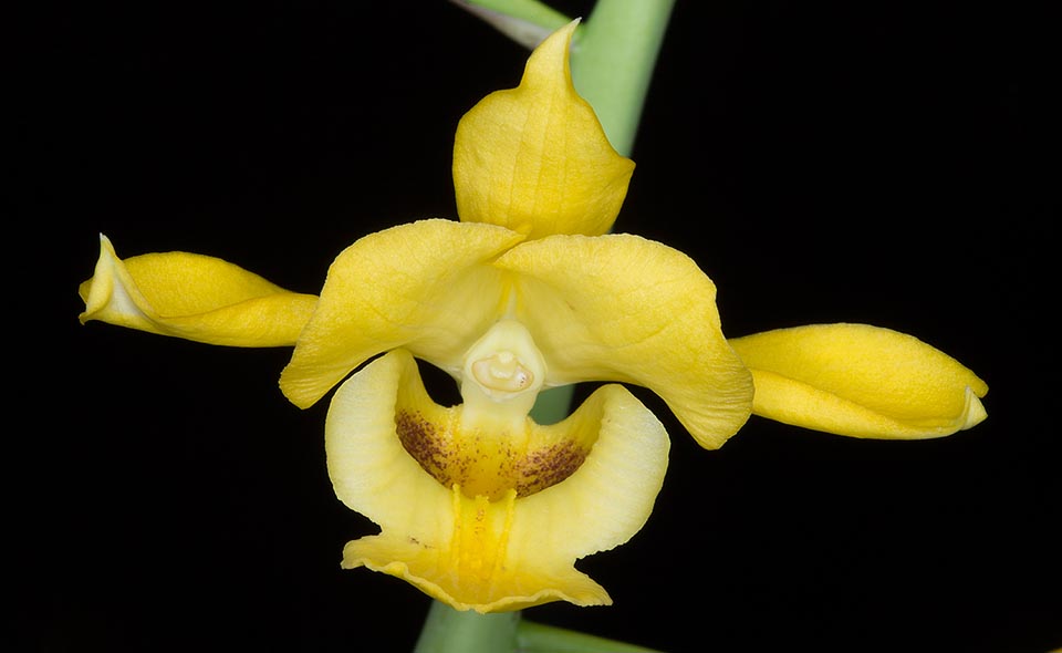 Obconical pseudobulbs, 4-6 cm long and of 4-8 cm of diameter, connected one after the other, usually provided of two lanceolate leaves with pointed apex, of 25-60 cm. The racemose inflorescences, produced before the leaves emission, measure 0,6-1,5 m with 10-30 flowers that may reach, with lateral sepals, the 8 cm © G. Mazza