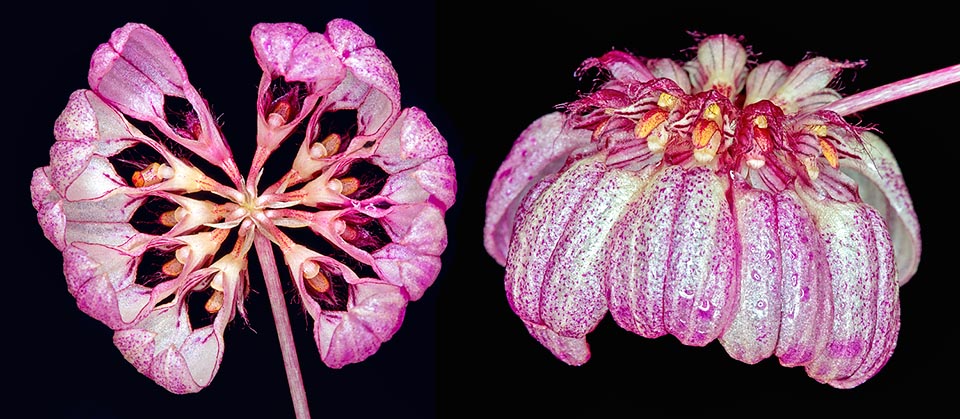 Inflorescence ombelliforme, vue du dessous et sur le côté, sur une hampe de 8-15 cm, avec 8-15 fleurs minuscules en cercles de couleur variable, habituellement jaune pâle, plus ou moins largement parsemées de pourpre sur les sépales latéraux et marbrées de cette même couleur sur le dorsale et les pétales © Giuseppe Mazza