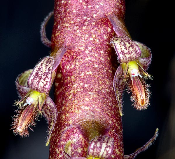 Sépalos tringulares retroflexos, largos cerca 6 mm, con ápice acuminado, pétalos orbiculares blancuzcos con márgenes pardos-rojizos ciliados, largos y anchos 1mm, labelo linear carnoso, largo 3-4 mm, de color purpúreo, surcado arriba, al centro, y recubierto inferiormente con densos pelos 1-2 mm © G. Mazza