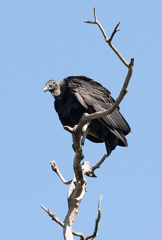 Common in the New World, is present from East and South USA to Argentina and central Chile, less the Patagonian area and the southern part of the American continent © Giuseppe Mazza