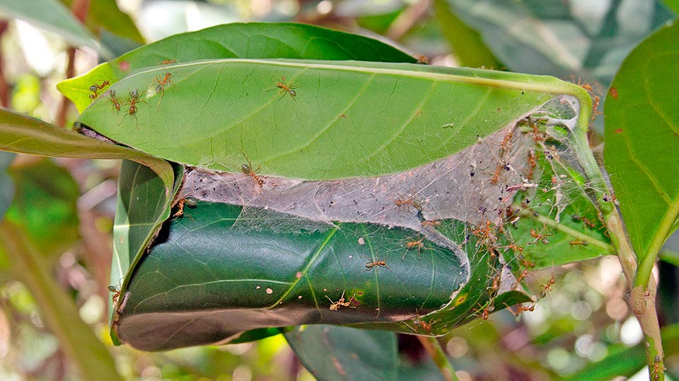 They live on the tropical forests trees in nests of leaves, pasted with the silk produced by the larvae, connected each other in huge colonies. In Asia these are usually monogenic, having only one queen. In Australia are on the contrary present polygynous and at times polyndrous colonies, that is coming from more males. In the case of polygynous colonies the queens live in the same nest, but in different compartments. The queens, winged only for mating and founding new colonies, reach the 20-25 mm © Giorgio Venturini