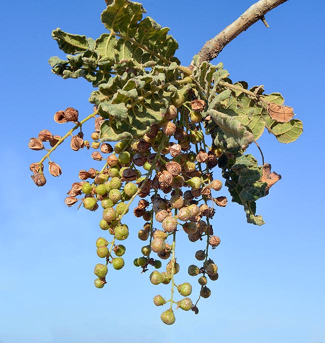 Ramo con foglie e frutti a diversi stadi di maturazione. Sono capsule di circa 1 cm contenenti 3-5 semi © Colombo