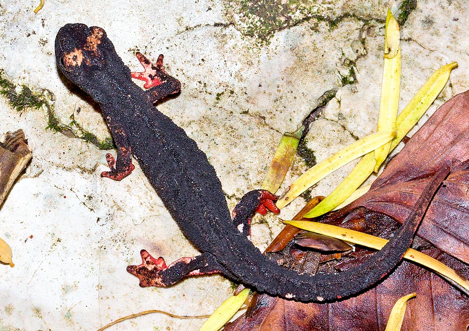 Salamandrina perspicillata, Salamandridae