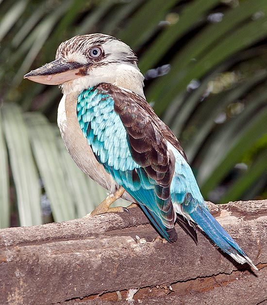 Dacelo leachii, Alcedinidae, Kookaburra dalle ali azzurre