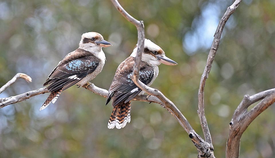 Dacelo novaeguineae, Alcedinidae, laughing kookaburra