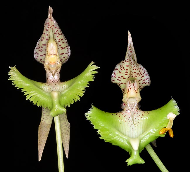 Une fleur souriante, en attente du pollinisateur, et une à l’air triste parce qu'il vient de rater la cible. Ses deux sacs polliniques jaunes sont désormais bien visibles, collés au labelle par le viscidium poisseux destiné aux insectes © Giuseppe Mazza