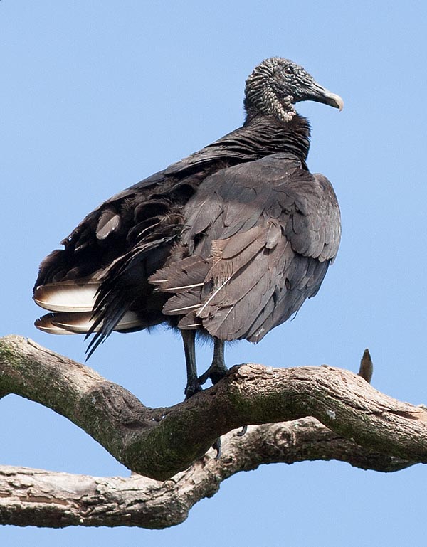 Los locales lo llaman a menudo buitre pavo por el cuello carente de plumas, rugoso y carunculado, por hincharse al sol para esterilizar las plumas y su modo desgarbado de caminar © Giuseppe Mazza