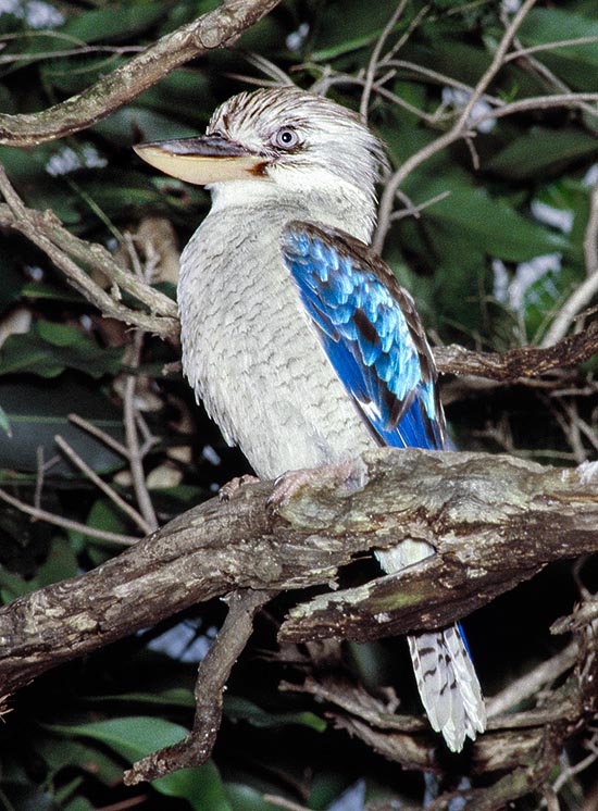 Dacelo leachii, Alcedinidae, Martin-chasseur à ailes bleues, Kookaburra à ailes bleues 