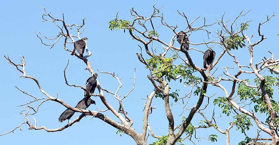 It's a social bird that usually lives in dense groups in particular in the dorms but also while feeding when it gathers numerous around the carrions © Giuseppe Mazza