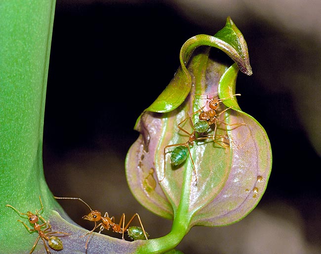 Nelle colonie adulte vi sono due tipi d’operaie: una maggiore, di 8-10 mm e una minore, grande circa la metà. L’alimentazione dell’ Oecophylla smaragdina si basa su piccoli invertebrati, cacciati dalle operaie, sulla melata prodotta da insetti, come gli afidi e coccidi allevati spesso nel nido per la “mungitura”, ma anche sul nettare dei fiori senza trascurare le secrezioni vegetali. Le operaie sono dotate di una forza e di una capacità di adesione veramente incredibile, fino a sostenere e trasportare un peso pari 100 volte quello del loro corpo © Venturini