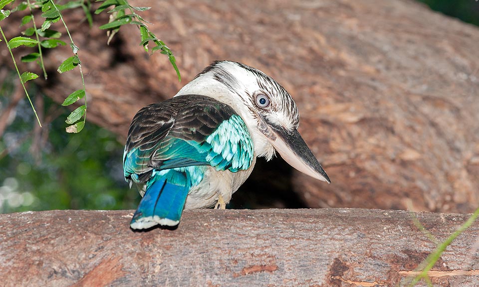 Dacelo leachii, Alcedinidae, Kookaburra dalle ali azzurre