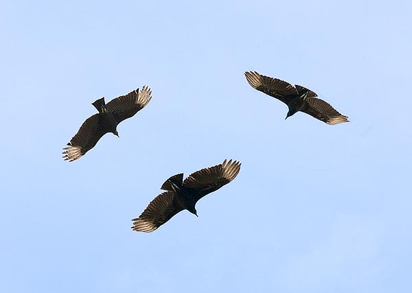 Pour trouver à manger, il tournoie en observant les autres rapaces notamment le Cathartes aura, dont l’aire de répartition chevauche souvent la sienne, dotée d’un très bon odorat pour trouver les carcasses © Giuseppe Mazza