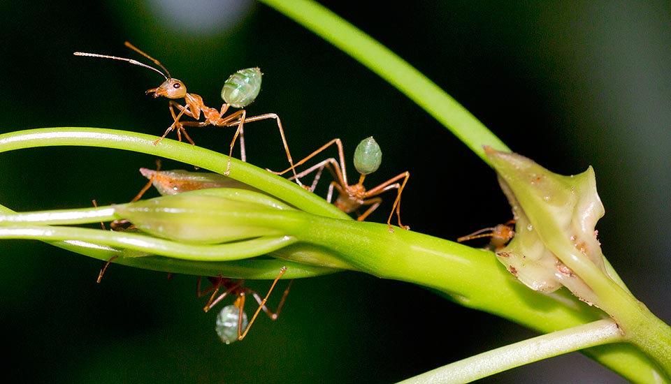 The definition and control of the territory of the Oecophylla smaragdina are based on a complex repertoire of chemical signals. The patrolling of such a vast surface is facilitated by the subdivision of the colony in many nests, each one controlling a specific zone, entrusted mainly to old workers lodged in special nests stations at the boundaries of the territory. A mechanism of enemy identification, probably of chamical nature, triggers the attack against the invader © Giorgio Venturini