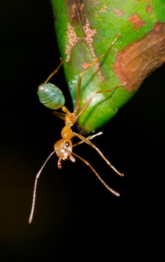 For defending against the intruders, having no sting, weaver ants use their strong jaws whose bites, very painful also for man, are associated to sprays of formic acid. Conversely, their green abdomen is edible: a quite pleasant taste reminding a sugary lemonade. These insects are locally also a source of proteins, sugars, vitamins C, E, B1, PP, mineral salts and antiinflammatories © Giorgio Venturini