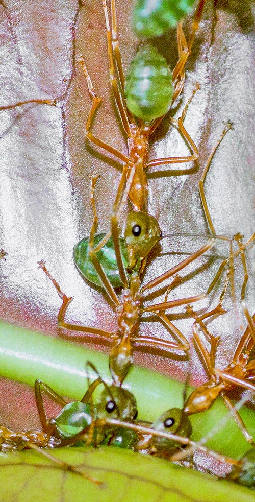 Typical of Oecophylla smaragdina is the capacity to unite, to form long and solid chains, seizing with the mandible the petiole of the preceding companion © Giorgio Venturini