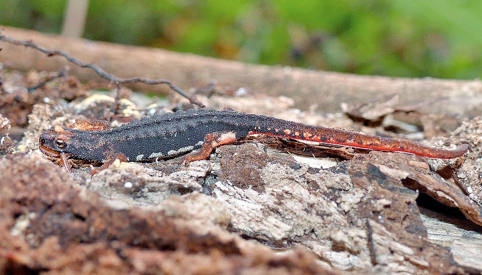 Salamandrina perspicillata, Salamandridae