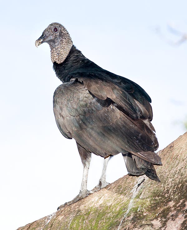 Pero este poco espléndido carroñero americana ataca incluso a pequeños mamíferos, reptiles y aves terrestres, por no hablar de la época moderna con los vertederos urbanos y otros desechos © Mazza