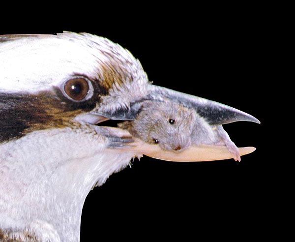 Dacelo novaeguineae, Alcedinidae, martin chasseur géant, kookaburra