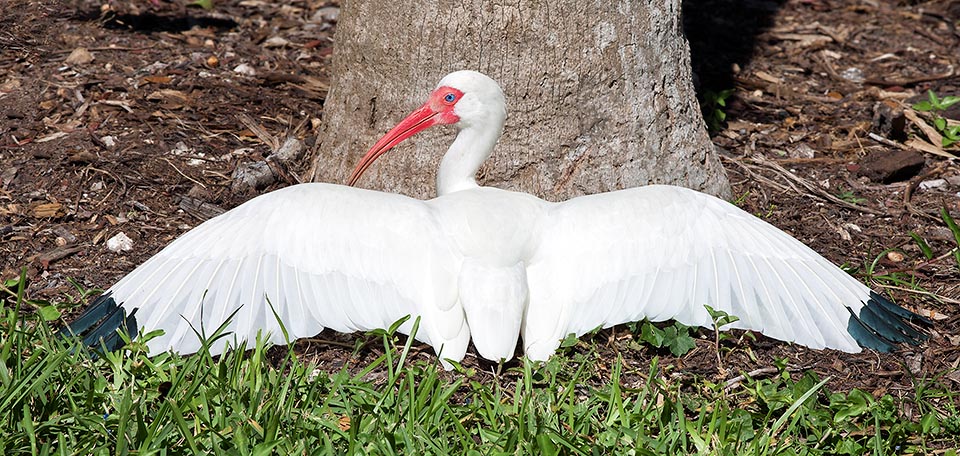 Et comme si cela ne suffisait pas, pour se désinfecter, l’ibis blanc prend souvent, étendu sur le sol ailes ouvertes, de longs et tonifiants bains de soleil © Giuseppe Mazza