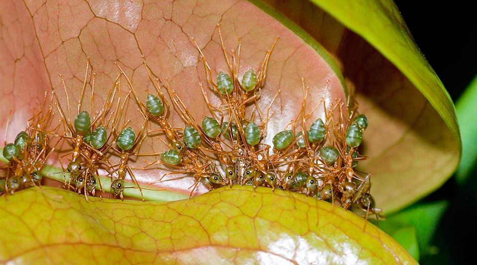 Le operaie possono così accostare, tirando sincronizzate, margini fogliari distanti e poi incollarli utilizzando la secrezione sericea delle larve che fanno scorrere, tenendole per le mandibole, quasi fossero tubetti di colla. Forse l’unico insetto che, come certi primati, ha imparato ad usare uno strumento di lavoro. Questa formica serve oggi anche per la lotta biologica e la seta delle larve è allo studio come biomateriale interessante per l’adesione di cellule umane in coltura, parlando di trapianti di tessuti © Giorgio Venturini