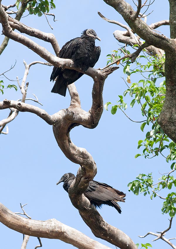 Il Coragyps atratus è un uccello monogamo che si riproduce solo una volta l’anno © Giuseppe Mazza