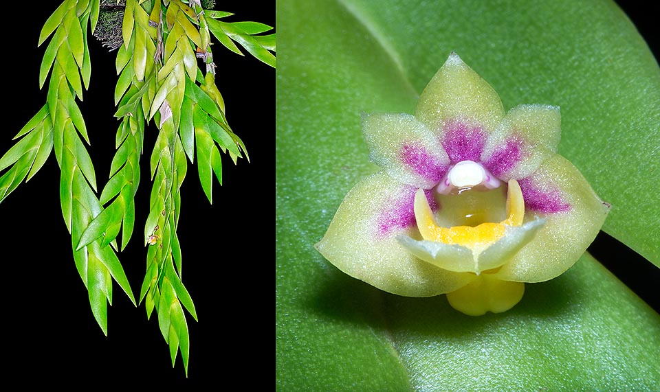 Epiphyte d’Asie du sud-est, Dendrobium grande forme de magnifiques touffes pendantes aux tiges plates, parfois ramifiées, atteignant 50 cm. Petites fleurs de 1-1,2 cm © Giuseppe Mazza