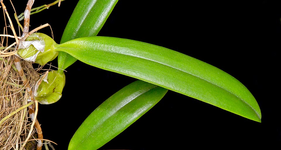 The Bulbophyllum incurvum is an epiphytic miniature orchid native to Madagascar, Mauritius, Réunion and Rodrigues forests, with about 1,5 cm long ovoid pseudobulbs, spaced on a creeping rhizome, rooting at the nodes. They have 4-5 prominent ribs and only one coriaceous glossy leave, intense green, even 8 cm long © Giuseppe Mazza