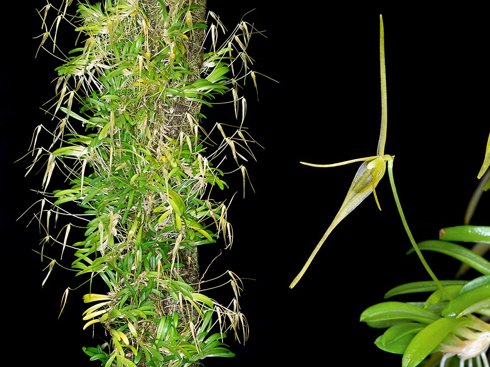 Barbosella cucullata, Orchidaceae