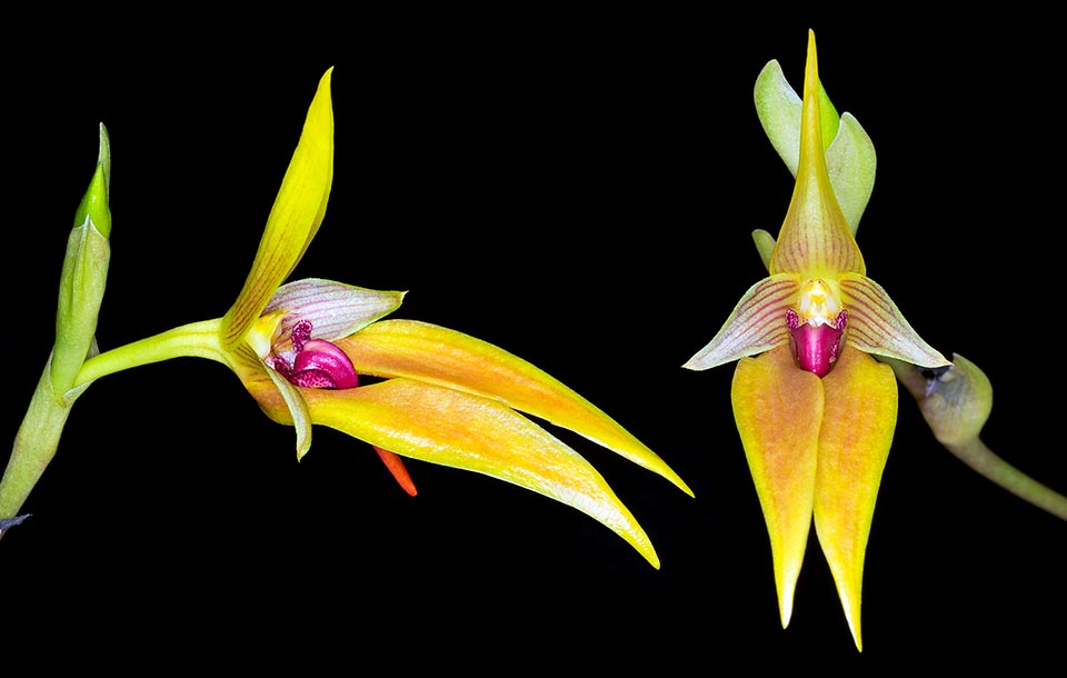 Native to the humid forests of Philippines and Sulawesi, the Bulbophyllum amplebracteatum subsp. orthoglossum is an epiphytic, about 20 cm tall species. Racemose inflorescence with 10-12 ephemeral odourous flowers, 5-7,5 cm long, opening gradually, with yellow sepals and petals ans lively red, mobile, labellum © Giuseppe Mazza
