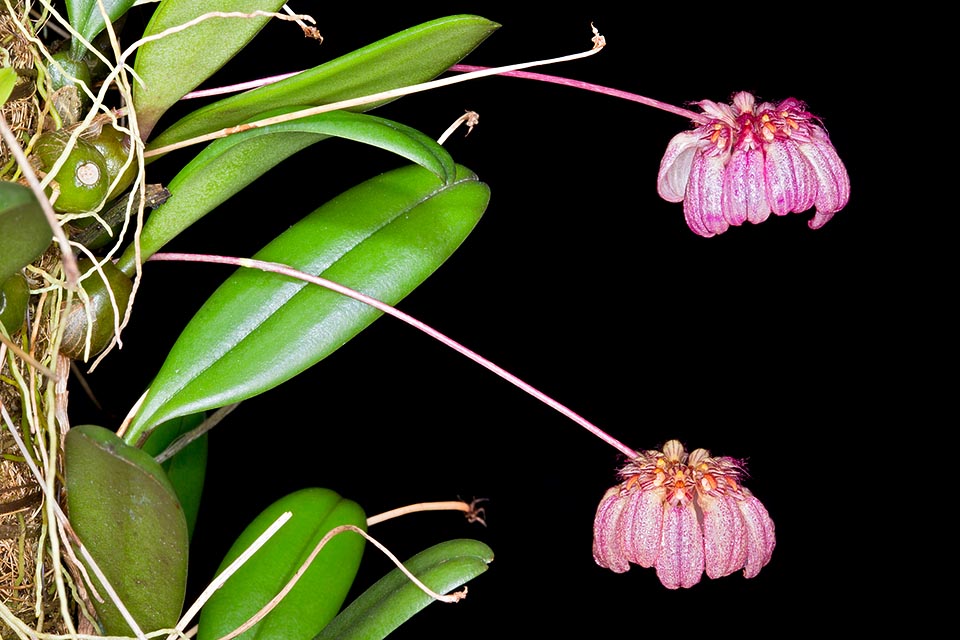 Bulbophyllum auratum est une espèce épiphyte de Bornéo, de l’est de l’Himalaya, de Malaisie, de Sumatra et de Thaïlande. Pseudobulbes oblongs, de 1-3 cm de long, distants de 1-2 cm sur un rhizome fin rampant radicant aux nœuds, pourvus à l’apex d’une seule feuille oblongue à apex obtus, longue de 8-15 cm © Giuseppe Mazza