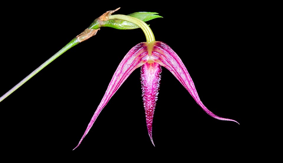 The 30-50 cm long inflorescence from the pseudobulb base, haf drooping flowers of 5-6 cm of diameter that open sequentially, once at a time, for long time © G. Mazza