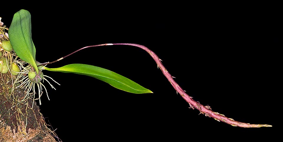 Small epiphyte of Philippines and Sulawesi humid forests, Bulbophyllum echinochilum has subglobose pseudobulbs, depressed, less than 2 cm, with a unique 8-10 cm leaf. The inflorescence, coming at the base of the pseudobulb, reaches 20 cm, with 8 cm fusiform rachis, purple dotted of white, and tiny spaced flowers © Giuseppe Mazza