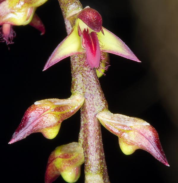 Come suggerisce il nome specifico, l’infiorescenza del Bulbophyllum incurvum è una spiga pendente con numerosi piccoli fiori di 5-8 mm di diametro di colore variabile, da interamente giallo, a rosso, a bicolore. Sepali appuntiti, petali arrotondati, molto più piccoli, e labello oblungo mobile con margini ciliati © Mazza