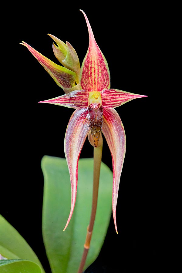 Epiphyte des forêts humides du Sulawesi, Bulbophyllum vanvuurenii est parmi les espèces les plus belles du genre. Fleurs voyantes en succession d’environ 10 cm de longueur. Espèce plutôt rare en culture © Giuseppe Mazza