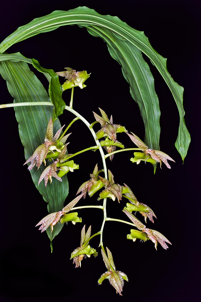 Catasetum fimbriatum est une épiphyte ou lithophyte des régions d’Amérique centrale au climat nettement saisonnier. Elle forme des touffes denses aux pseudobulbes fusiformes, de 8-20 cm et aux feuilles de 30-35 cm décidues en hiver pendant la période de repos. L’inflorescence mâle atteint les 25-40 cm avec 20 fleurs © Mazza
