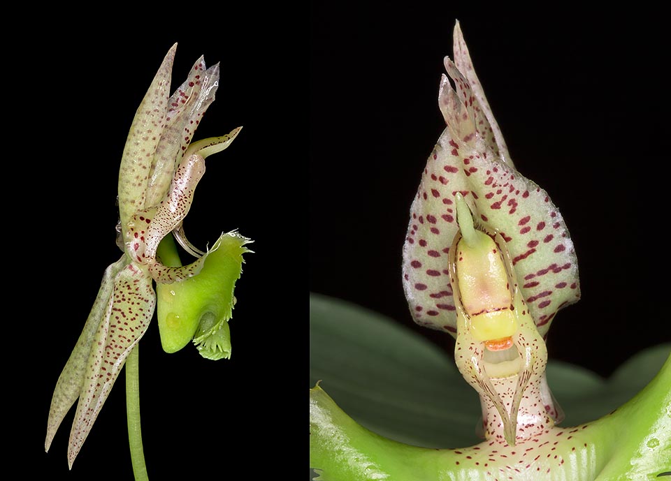 En el mundo de los Catasetum el sexo de la inflorescencia depende de la luz y de la humedad, la regla es flores unisexuales sobre inflorescencias diversas, pero existen varias excepciones. Aquí la flor masculina, vista de lado y de frente, para evidenciar que mórbido, apenas tocadas, disparan la masa polínica sobre el insecto de paso © Giuseppe Mazza