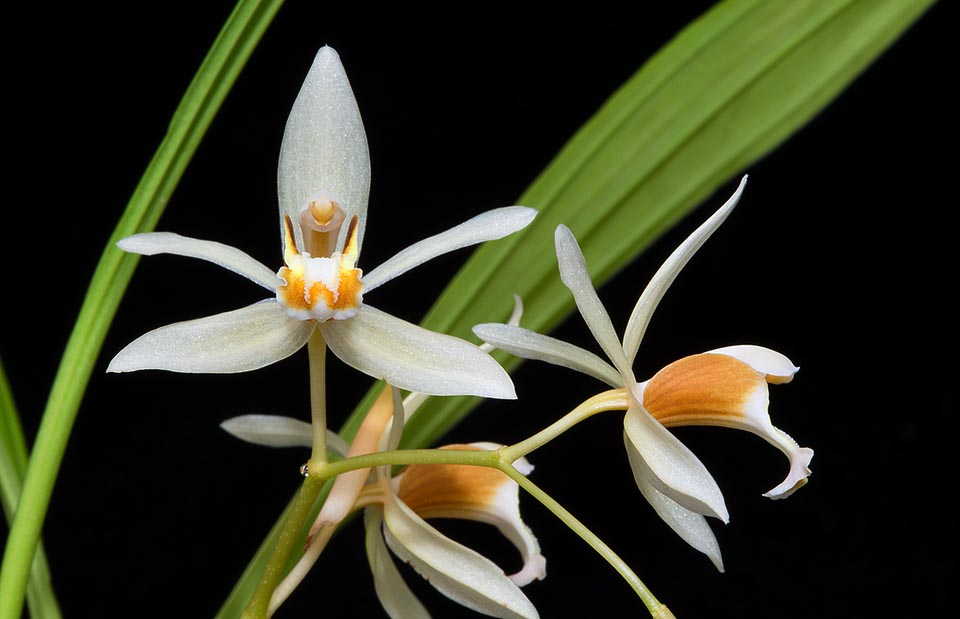 Culture facile. Pseudobulbes de 6-9 cm avec 2 feuilles de 25-40 cm, elle est très appréciée pour ses inflorescences raffinées de 13-18 cm à 6-7 fleurs atteignant 4,5 cm © Giuseppe Mazza