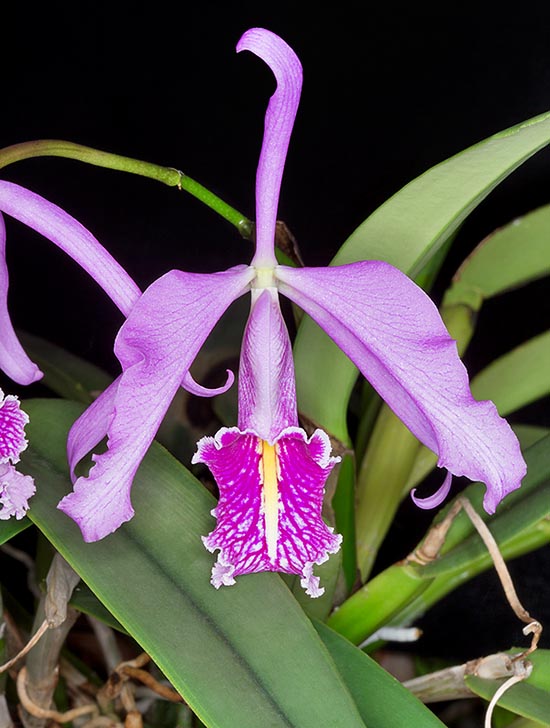 Nativa de Colombia, Ecuador, Perú y Venezuela, la Cattleya máxima es una epífita, raramente litófita, cespitosa con rizoma rastrero desde donde aparecen, cada estación vegetativa, uno o dos pseudobulbos. Flores perfumadas, largas 10-14 cm, que han dado origen a muchos híbridos © Giuseppe Mazza