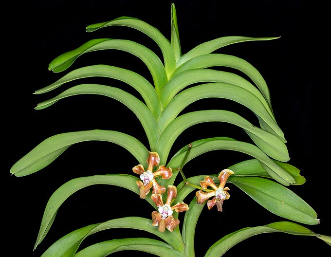 Common in Bismarck Archipelago, Borneo, Java, New Guinea, Peninsular Malaysia and Sumatra but almost unknown in cultivation, Vanda helvola is a showy monopodial epiphyte with an about 1 m erect or sloping stem © Giuseppe Mazza