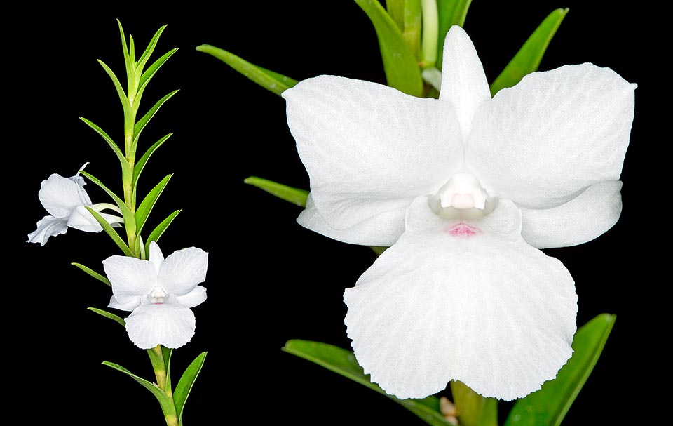 Dendrobium parthenium est une épiphyte de Bornéo et des Philippines à pseudobulbes dressés de 35-80 cm. Fleurs blanc pur de 5-6,5 cm durant 3-6 semaines © Giuseppe Mazza